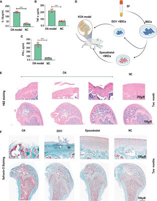 Indoleamine 2, 3 Dioxygenase 1 Impairs Chondrogenic Differentiation of Mesenchymal Stem Cells in the Joint of Osteoarthritis Mice Model